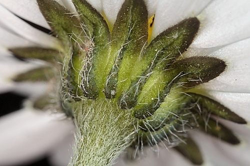 Bellis annua subsp. annua L.