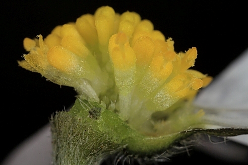 Bellis annua subsp. annua L.