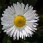 Bellis perennis L.