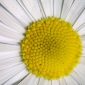 Bellis perennis L.