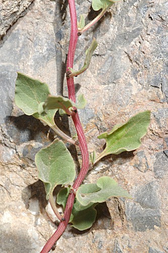 Patellifolia patellaris (Moq.) A. J. Scott, B.V. Ford–Lloyd & J. T. Williams