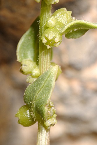 Patellifolia patellaris (Moq.) A. J. Scott, B.V. Ford–Lloyd & J. T. Williams