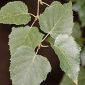 Betula alba L.