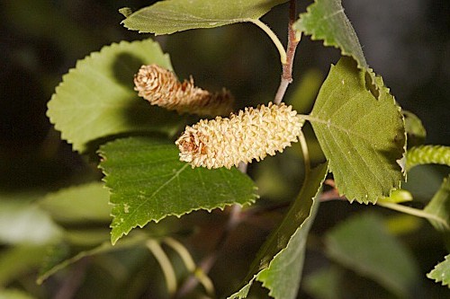 Betula pendula subsp. fontqueri (Rothm) G. Moreno & Peinado