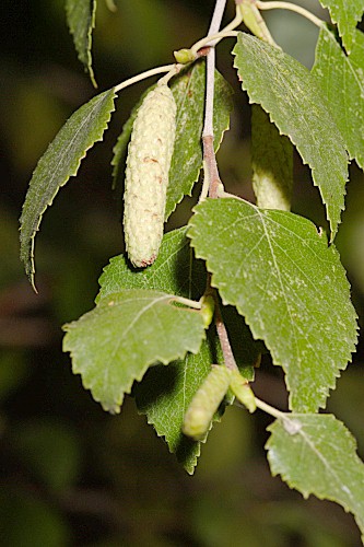 Betula pendula subsp. fontqueri (Rothm) G. Moreno & Peinado