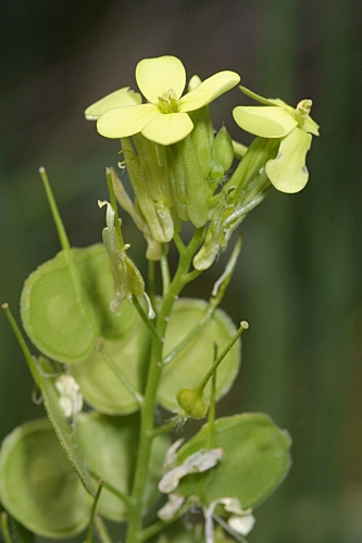Biscutella auriculata L.