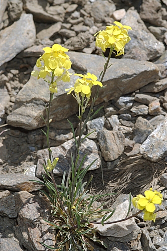 Biscutella glacialis (Boiss. & Reut.) Jord.
