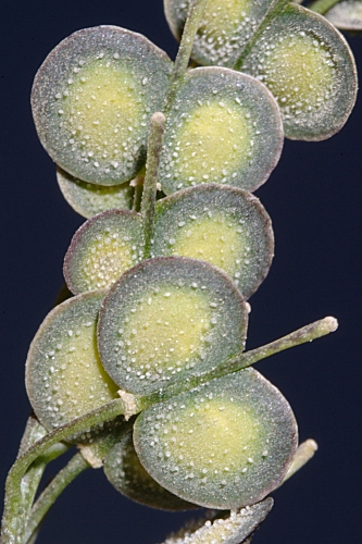 Biscutella glacialis (Boiss. & Reut.) Jord.