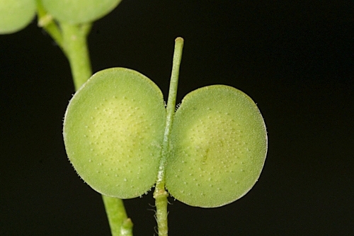 Biscutella valentina subsp. valentina (Loefl. ex L.) Heywood