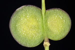 Biscutella valentina subsp. pyrenaica (A. Huet) Grau & Klingenberg