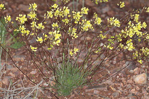 Biscutella valentina subsp. pyrenaica (A. Huet) Grau & Klingenberg