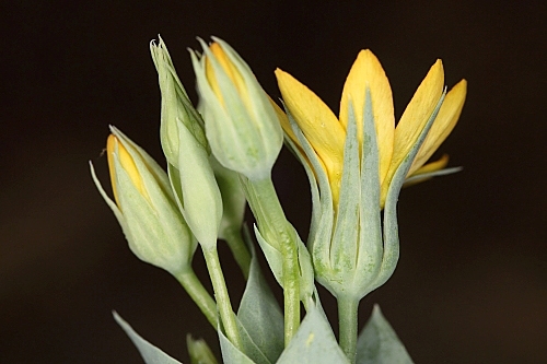 Blackstonia perfoliata (L.) Huds.