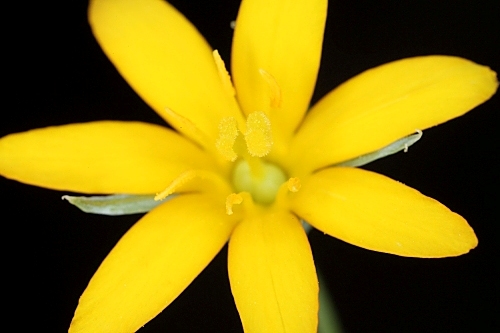 Blackstonia perfoliata (L.) Huds.