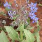 Borago officinalis L.