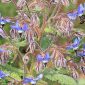 Borago officinalis L.