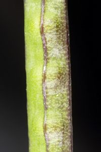 Brassica barrelieri (L.) Janka