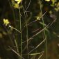 Brassica barrelieri (L.) Janka