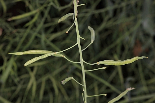 Brassica oleracea L.
