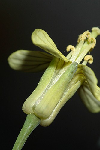 Brassica oxyrrhina Coss.