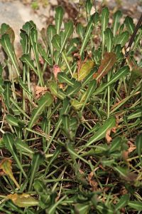 Brassica repanda subsp. confusa (Emb. & Maire) Heywood