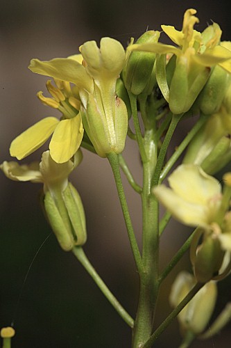Brassica repanda subsp. confusa (Emb. & Maire) Heywood
