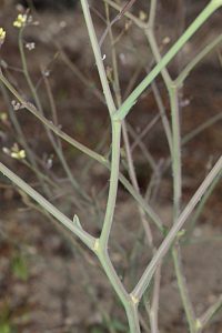 Brassica tournefortii Gouan