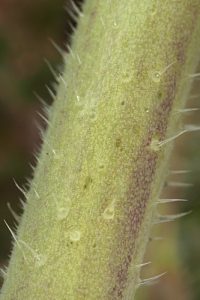 Brassica tournefortii Gouan