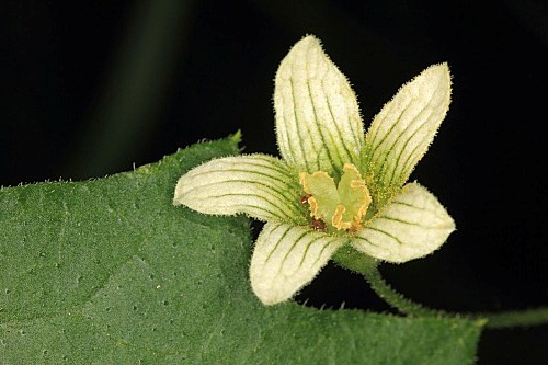 Bryonia dioica Jacq.