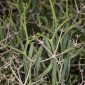 Bupleurum spinosum Gouan