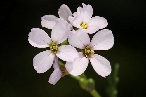 Cakile maritima subsp. maritima Scop.