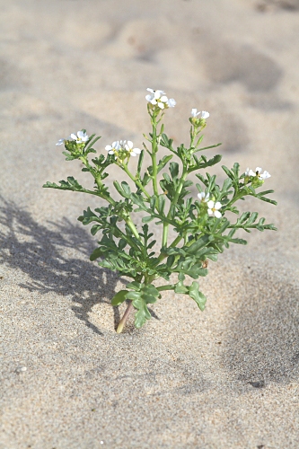 Cakile maritima subsp. maritima Scop.