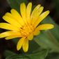 Calendula arvensis L.