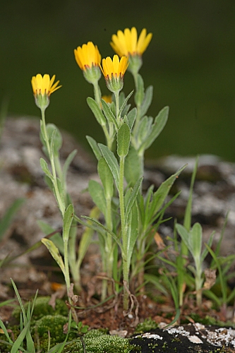 Calendula arvensis L.