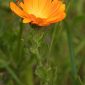 Calendula officinalis L.