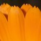 Calendula officinalis L.