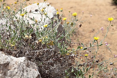 Calendula suffruticosa subsp. tomentosa Murb.