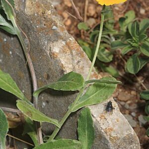 Calendula suffruticosa subsp. tomentosa Murb.
