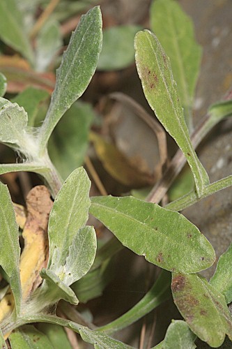 Calendula suffruticosa subsp. tomentosa Murb.