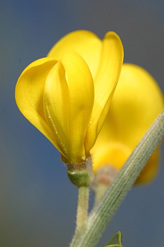Calicotome villosa (Poir.) Link