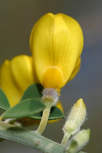 Calicotome villosa (Poir.) Link
