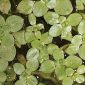 Callitriche stagnalis Scop