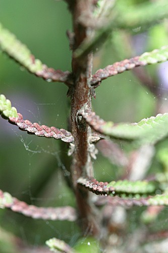 Calluna vulgaris (L.) Hull