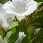 Calystegia sepium (L.) R. Br.