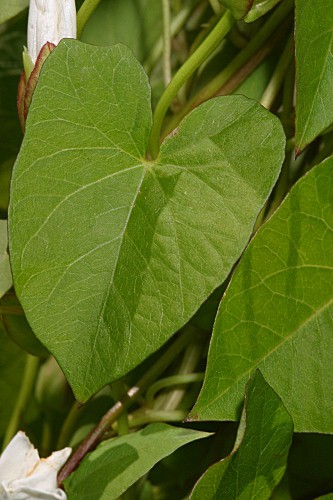 Calystegia sepium (L.) R. Br.
