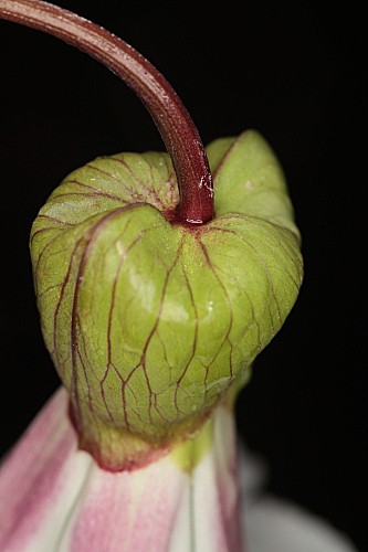 Calystegia silvatica subsp. silvatica (Kit.) Griseb.