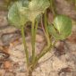 Calystegia soldanella (L.) R. Br.
