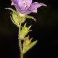 Campanula alata Desf.