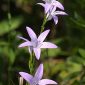 Campanula rapunculus L.