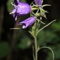 Campanula affinis Schult.