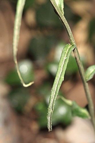Campanula affinis Schult.
